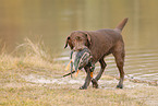 Labrador Retriever Hndin