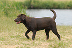 Labrador Retriever Hndin