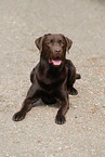 Labrador Retriever Rde