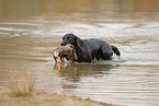 Labrador apportiert Ente