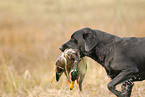 Labrador apportiert Ente