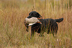 Labrador apportiert Ente
