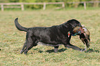 Labrador apportiert Fasan