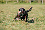 Labrador apportiert Fasan