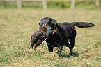 Labrador apportiert Fasan