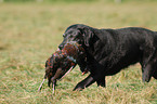 Labrador apportiert Fasan