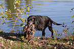 Labrador apportiert Ente