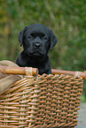 Labrador Retriever Welpe