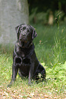 sitzender Labrador Retriever