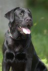 Labrador Retriever Portrait