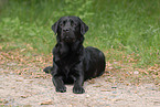 schwarzer Labrador Retriever