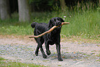 Labrador apportiert Stckchen