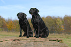 sitzender Labrador Retriever