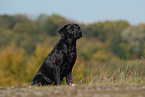 sitzender Labrador Retriever