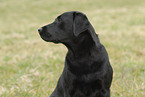 Labrador Retriever Portrait