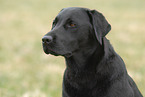 Labrador Retriever Portrait