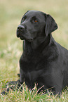 schwarzer Labrador Retriever