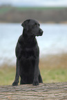 schwarzer Labrador Retriever