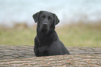 schwarzer Labrador Retriever