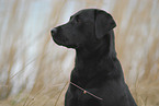 Labrador Retriever Portrait