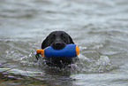 Labrador apportiert Dummy