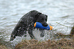 Labrador apportiert Dummy