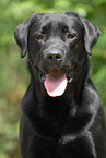 Labrador Retriever Portrait