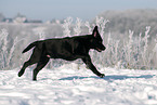 rennender Labrador Retriever