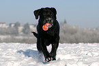 rennender Labrador Retriever