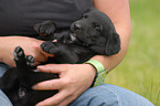 Labrador Retriever Welpe