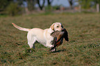 Labrador apportiert Fasan