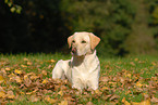 liegender Labrador Retriever