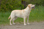 Labrador Retriever