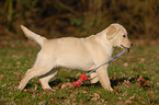 rennender Labrador Retriever