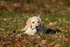 liegender Labrador Retriever