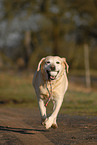 rennender Labrador Retriever