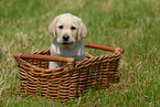 blonder Labrador Welpe