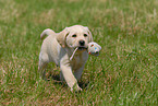 rennender Labrador Retriever