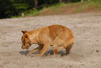 spielender Labrador Retriever