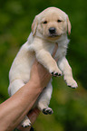 blonder Labrador Welpe