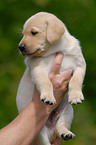 blonder Labrador Welpe