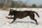 spielender Labrador Retriever