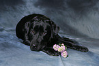 schwarzer Labrador