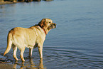 blonder Labrador Retriever