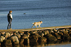 rennender Labrador Retriever