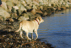 blonder Labrador Retriever