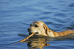 Labrador apportiert Stckchen