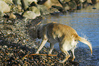 Labrador schttelt sich