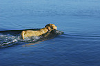 blonder Labrador Retriever