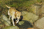 rennender Labrador Retriever